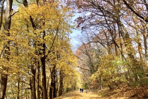 Fall Foliage